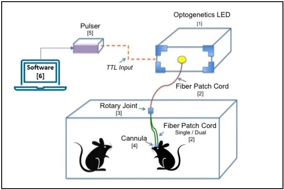 in-vivo   Optogenetics-LED光源（単色）の画像3